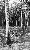 Rubber trees of the Belgian Congo