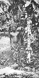 Cocoa tree of the Lukolela plantation