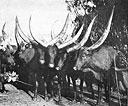Choice cattle of the Ruanda