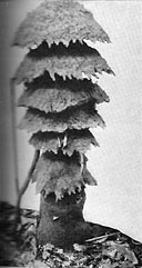 A mushroom-shaped termite mound