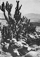 South African infantry make use of a cactus hedge for cover during the final phase of the Battle of Combolcia.