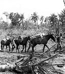 TROOPS USING JAPANESE HORSES AND MULE to transport their supplies