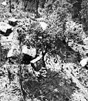 SUPPLY DROP IN BURMA, spring of 1944