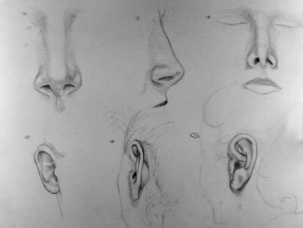 You are here: Home>Drawings: study_noses&ears