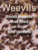weevils.jpeg (16762 bytes)
