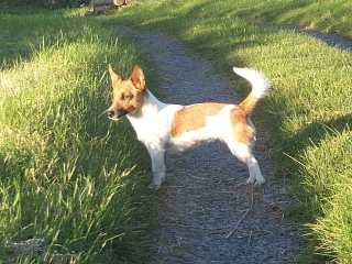 Daisy, our Jack Russell girl, much loved by all the WWOOFers