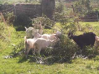 goats browsing willow