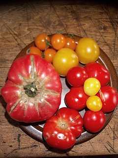 assortment of tomato varieties from the tunnel