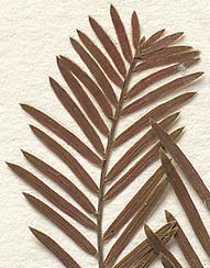 Alternate needle-like leaves (close-up image)
