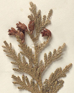 Branchlets flattened; cones scaly (close-up image)