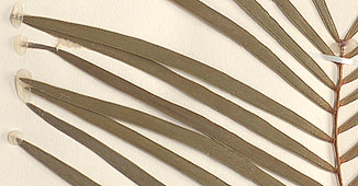 Broad, compound leaves