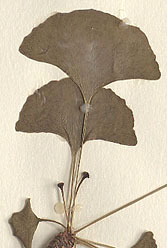 Broad, simple leaves