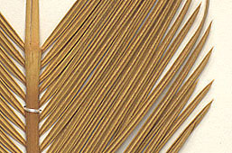 Leaflets strongly revolute, with spine-like tips