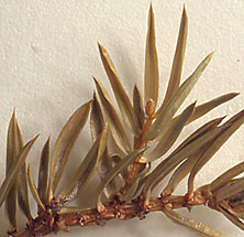 Needles concave on upper surface, 2-15 mm. long (close-up image)