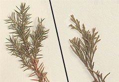 Leaves needle-like and scale-like on the same plant