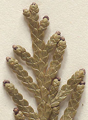 Opposite scale-like leaves (close-up image)