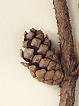 Seed cone scales unarmed or with small reflexed tips