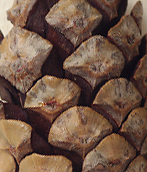 Seed cone scales unarmed or with small reflexed tips (close-up image)