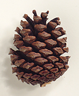 Larger cone scales with small, slender prickles