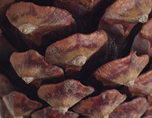 Seed cone scales armed with small slender prickles (close-up image)