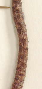 Bark of 2-4-year-old twigs without strongly exfoliating scales (close-up image)