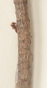Twigs relatively smooth below the leafy portion (close-up image)