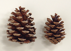 Seed cones symmetric or nearly symmetric