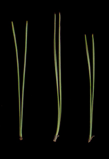 Needles ~1 mm wide, not twisted or slightly twisted, flexible
