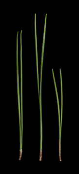 Needles 5-13 cm long
