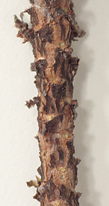 Twigs roughened or cracking below the leafy portion (close-up image)
