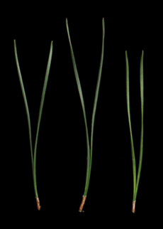 Needles slightly twisted, 3-13 cm long