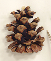 Seed cone scales black beneath