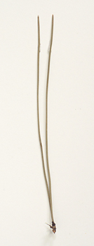 Needles mosly over 1 mm wide