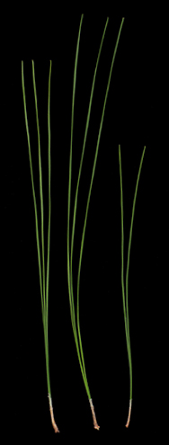 Most needles longer than 25 cm