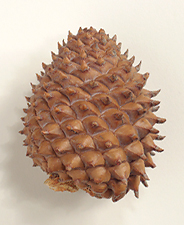 Seed cones asymmetric