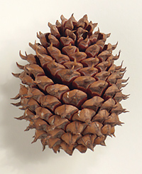 Larger cone scales with prominent, stout, upwardly curving prickles