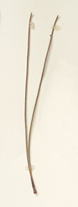 Needles about 1 mm wide or less