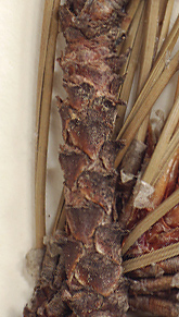 Bark of 2-4-year-old twigs with strongly exfoliating scales (close-up image)