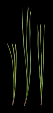 Needles 1-2 mm wide, often twisted, stiff