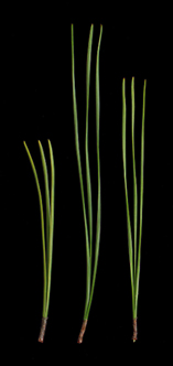 Most needles shorter than 12 cm.