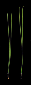 Most needles longer than 12 cm.