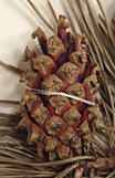 Seed cone scales without prickles