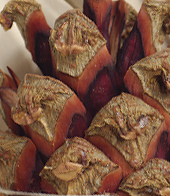 Seed cone scales without prickles (close-up image)