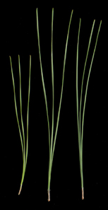 Most needles shorter than 25 cm