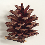 Seed cone scales bearing prickles