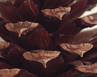 Seed cone scales bearing prickles (close-up image)