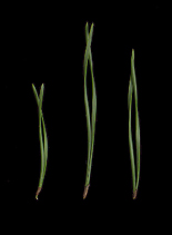 Needles strongly twisted, 2-8 cm long
