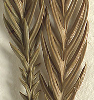 Spirally arranged needle-like leaves (close-up image)