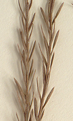 Leaves awl-shaped, spirally arranged, ascending or appressed, mostly 3-10 mm. long (close-up image)