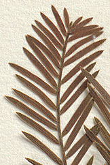 Leaves linear and flat, spreading laterally and featherlike, mostly 8-20 mm. long (close-up image)